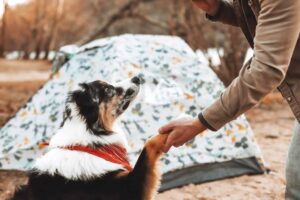 Camping with dog tent (2)